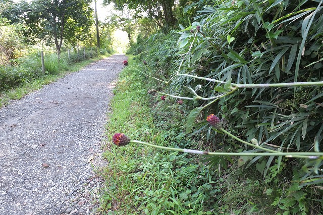 e0070891_2136295.jpg