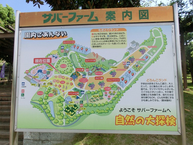 ブドウ狩りは楽しい・・・・楽しい富田林市農業公園、美味しいサパーファーム、_d0181492_20565496.jpg