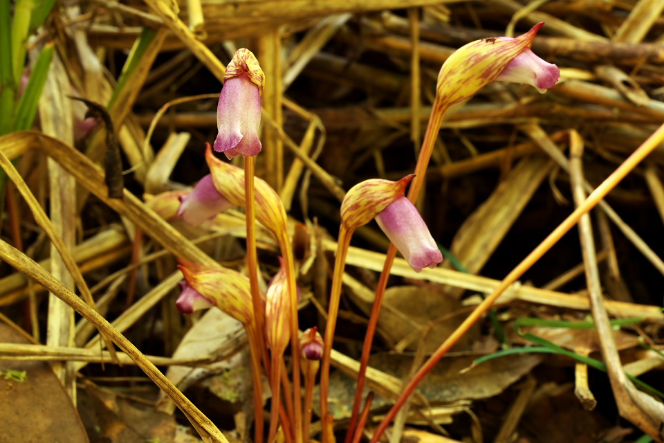 寄生植物「ナンバンギセル（南蛮煙管）」の花_d0248494_734323.jpg