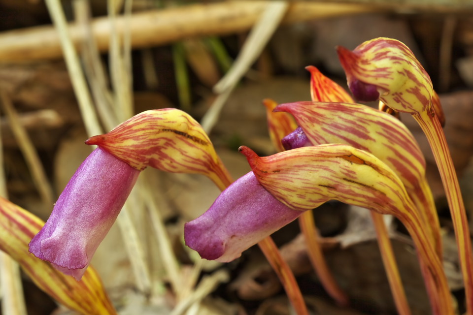 寄生植物「ナンバンギセル（南蛮煙管）」の花_d0248494_735536.jpg