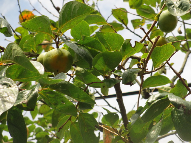 a0193698_853170.jpg