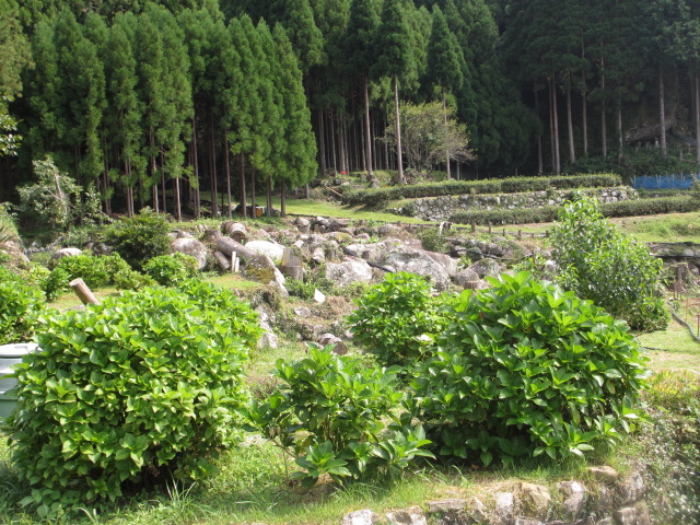 a0193698_8542725.jpg