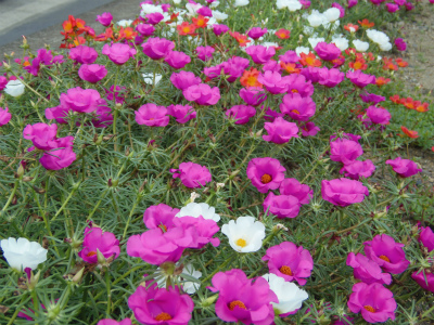 c0125501_002397.jpg