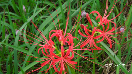 秋の植物観察会_c0051105_1504122.jpg