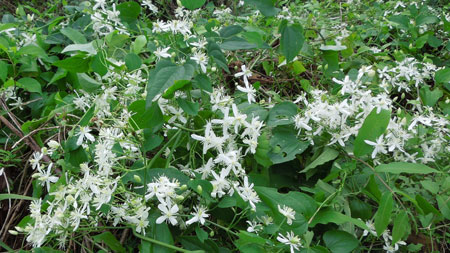 秋の植物観察会_c0051105_1563493.jpg