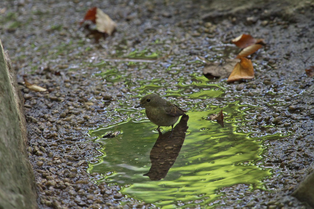 水場にて_d0078406_22492393.jpg