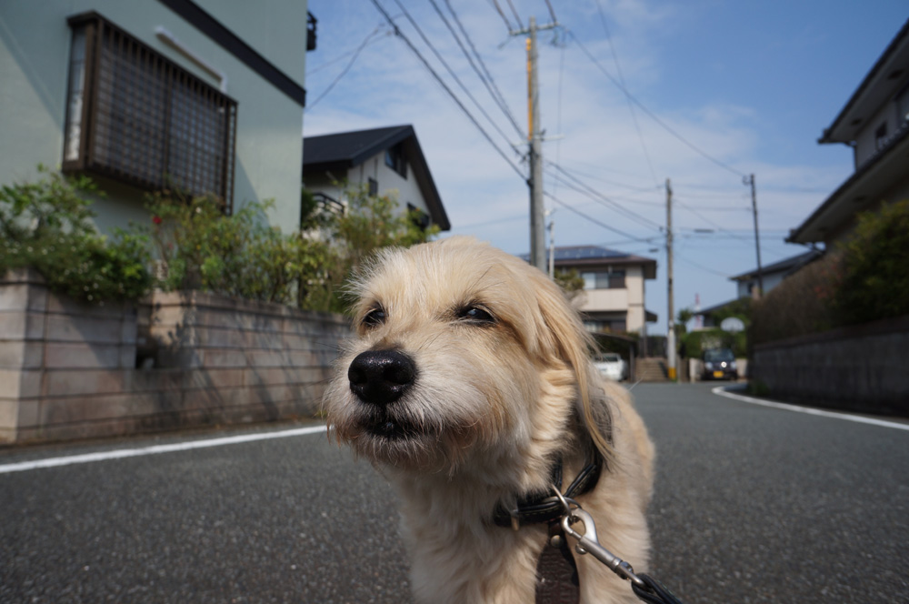 もうすぐおじいちゃんのまったり休日日記_a0208113_1054329.jpg