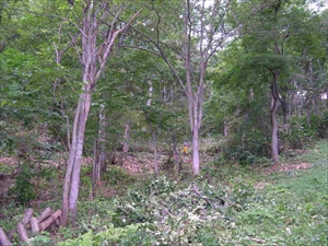 平成24年9月23日（日）　高川山林　参加人数：19名、天候：晴れのち曇りのち雨_c0173813_20571763.jpg