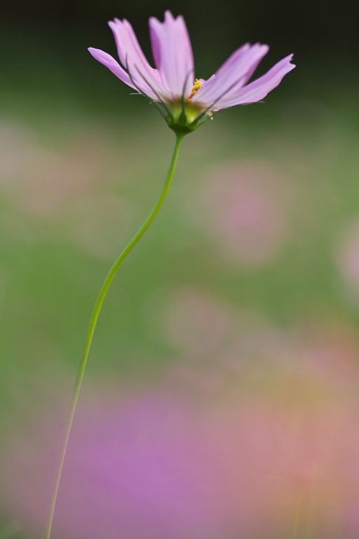 巾着田の曼珠沙華とコスモス_b0010915_22332362.jpg