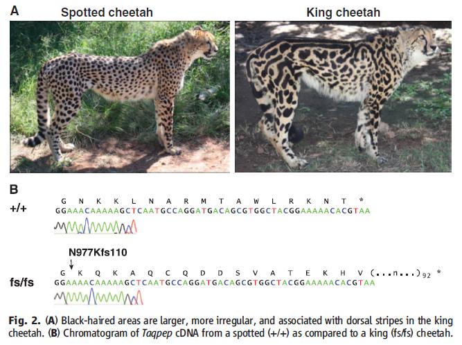 チーターの模様と飼いネコの模様 5号館を出て