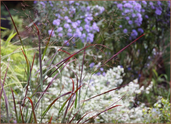 パニカム チョコラータ Happy Homes Gardens