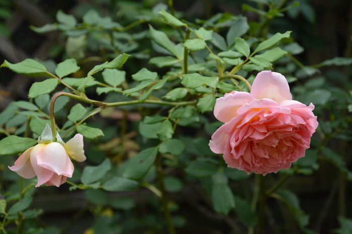 アグロステンマ3日目で発芽＆オルラヤがまだ咲いています_d0096422_1305953.jpg