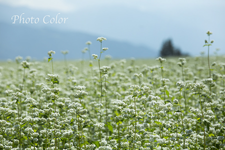 ソバの花咲く　３_f0078127_7145914.jpg