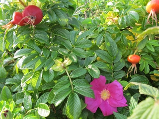 f0224632_1526040.jpg