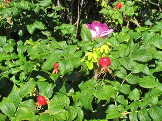 f0224632_15272033.jpg