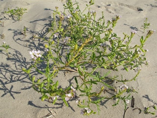 f0224632_15283756.jpg
