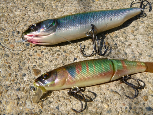 宇治川でBASS釣り・・・★_c0113733_0205659.jpg