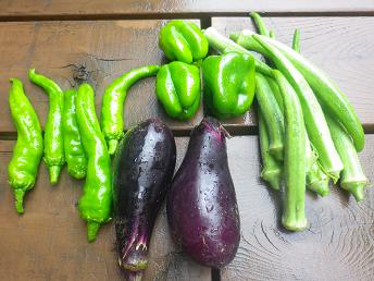 雨の中の野菜チェック・採り_a0139242_5171260.jpg