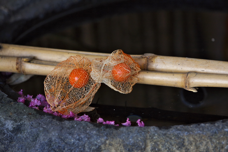 秋の花を求めて　浄智寺_d0029744_14213248.jpg