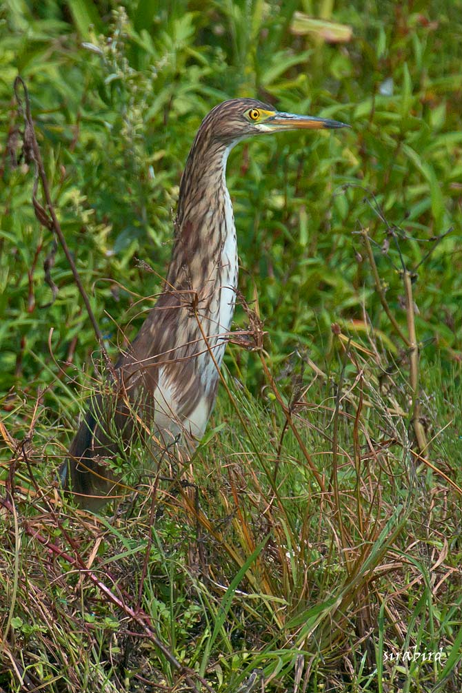 アカガシラサギ 迷鳥 赤頭鷺 全長約45 チャレンジ 日々の散歩道