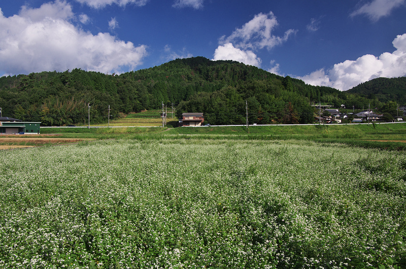 犬甘野のそば畑（亀岡市）_f0155048_235133100.jpg