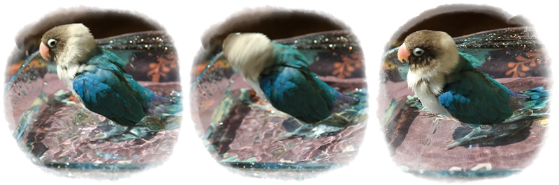 c0145250_1558394.jpg