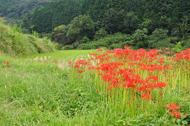 彼岸花と棚田・1_e0153963_18251255.jpg