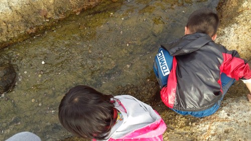磯遊びはいかがですか?_a0200771_2201573.jpg