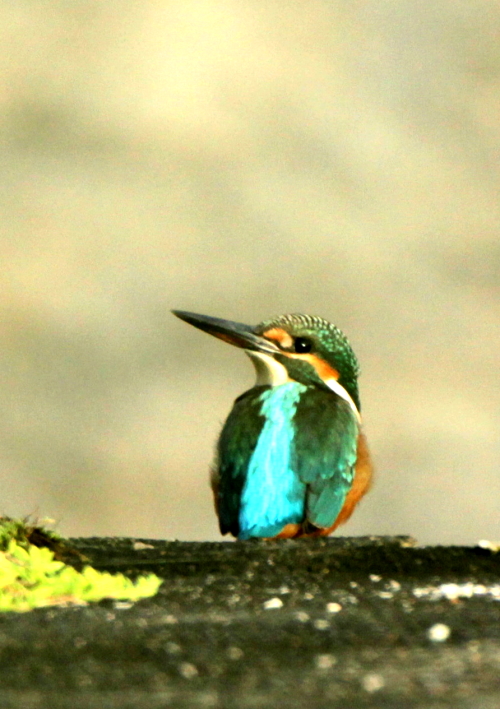 d0262476_64088.jpg