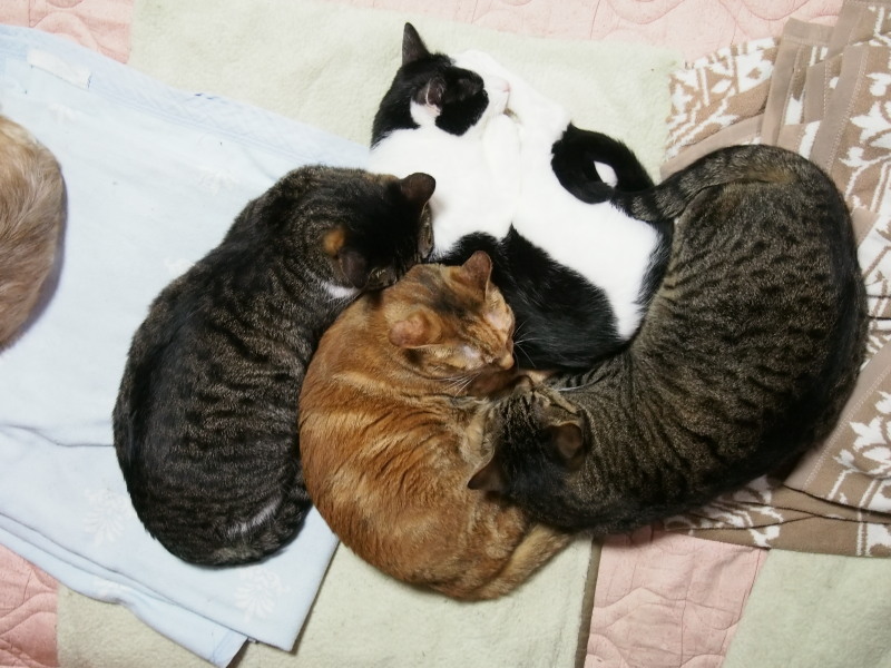 秋といえば_c0109780_16192938.jpg