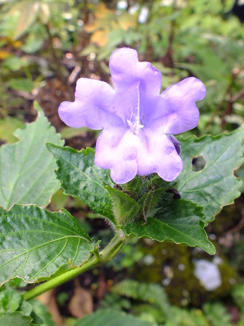 ９月２０日　都立薬用植物園　その３_e0145782_16183939.jpg