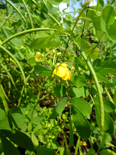 ９月２０日　都立薬用植物園　その３_e0145782_16193285.jpg