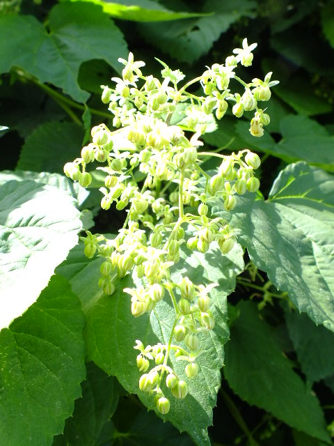 e0145782_16235310.jpg