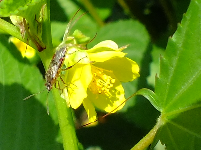 ９月２０日　都立薬用植物園　その３_e0145782_16243539.jpg