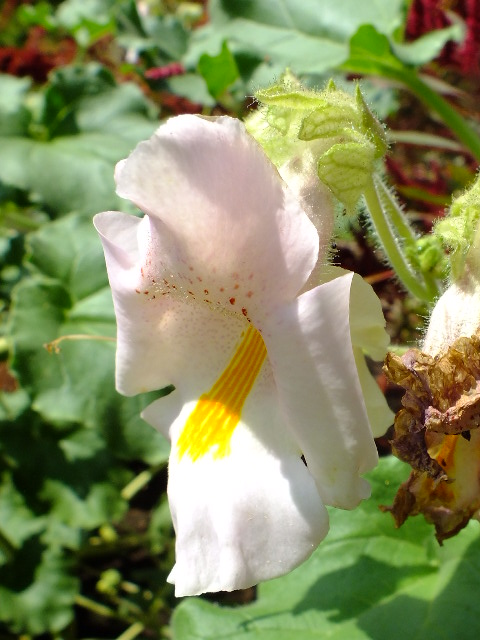 ９月２０日　都立薬用植物園　その３_e0145782_16263632.jpg