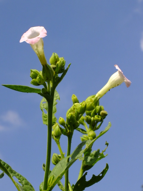 ９月２０日　都立薬用植物園　その３_e0145782_16271341.jpg