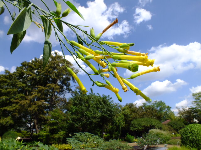 ９月２０日　都立薬用植物園　その３_e0145782_16283528.jpg