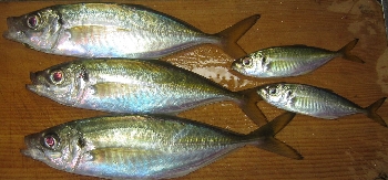 f0003283_21455925.jpg