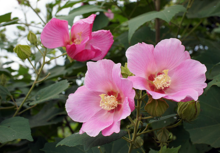 いま芙蓉の花がきれいです_b0145296_21534540.jpg