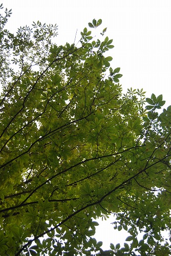 狭山公園ガイドウォーク_c0124100_2354184.jpg