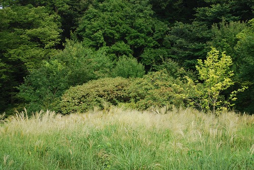 狭山公園ガイドウォーク_c0124100_23561572.jpg