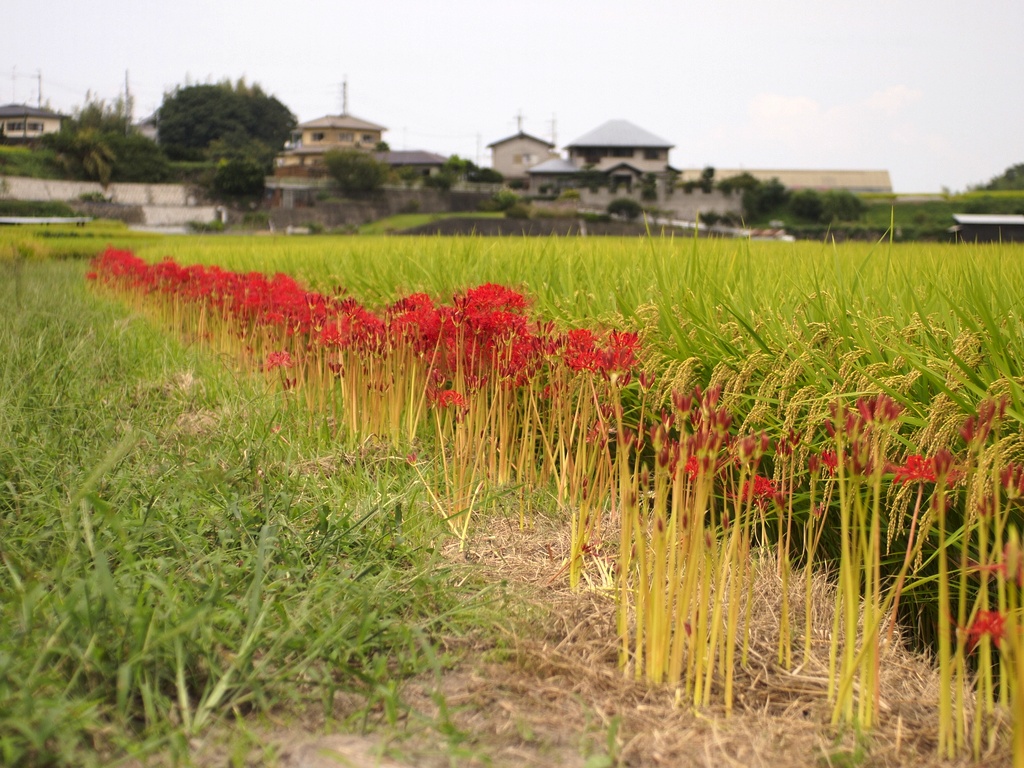 彼岸花に秋を感じる_b0138101_22373792.jpg