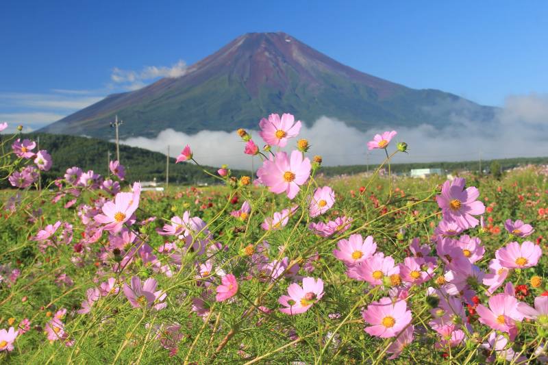 忍野のコスモス畑 富士山入り 富士山大好き 写真は最高