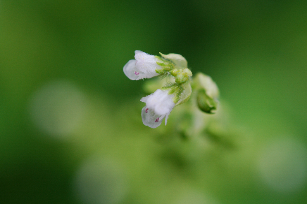 青じそ（大葉）の花_a0189912_21345855.jpg