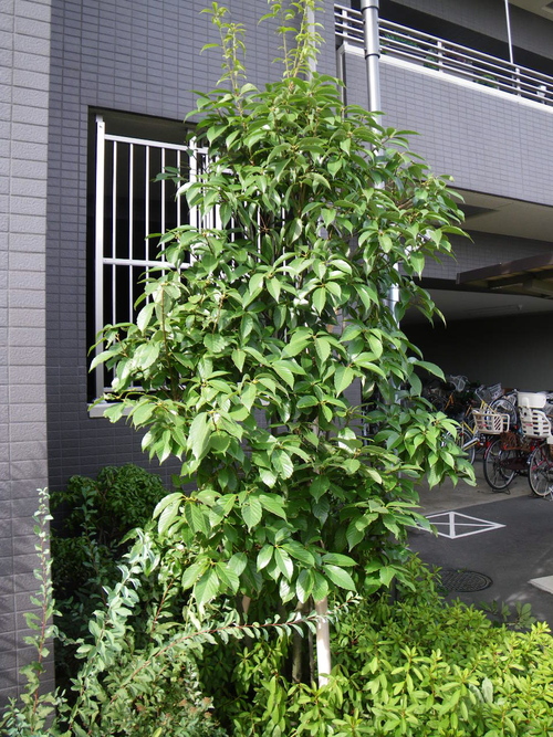 アラカシ剪定 植木屋の独り言