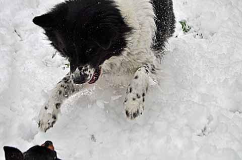 雪の日　【２１】　〜お庭遊び　１_a0094015_8245016.jpg