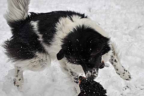 雪の日　【２１】　〜お庭遊び　１_a0094015_8251724.jpg