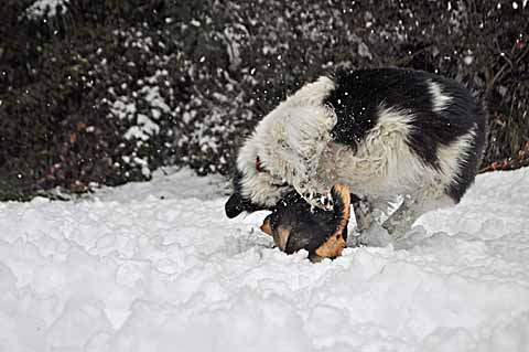 雪の日　【２１】　〜お庭遊び　１_a0094015_8255366.jpg