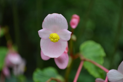 9月「雲門寺」のヒガンバナ　2012_d0264817_16461799.jpg