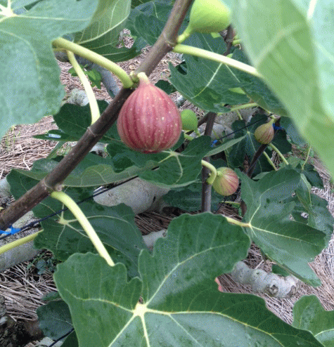 ちどりじゃむ 果物は和歌山県から_a0251920_939212.gif